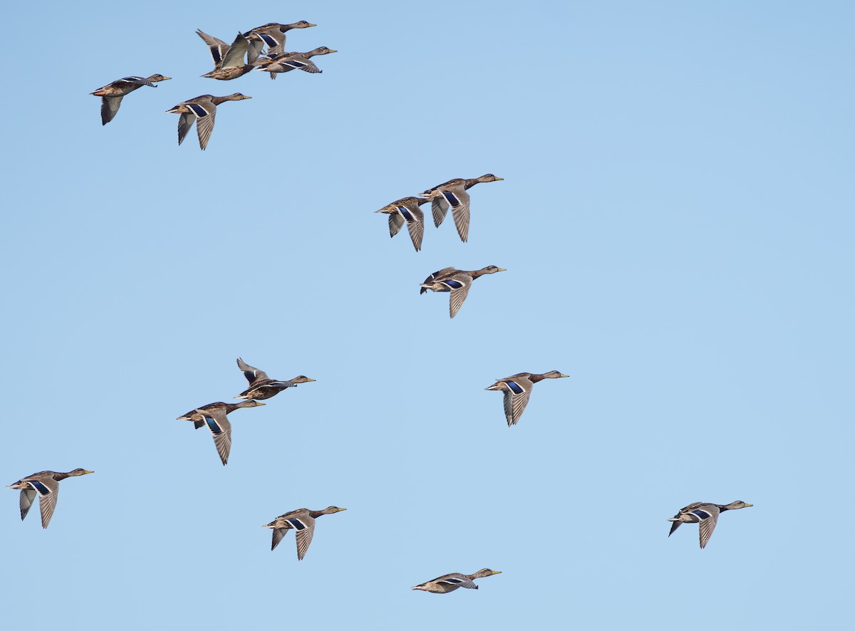 Mallard - ML641120541