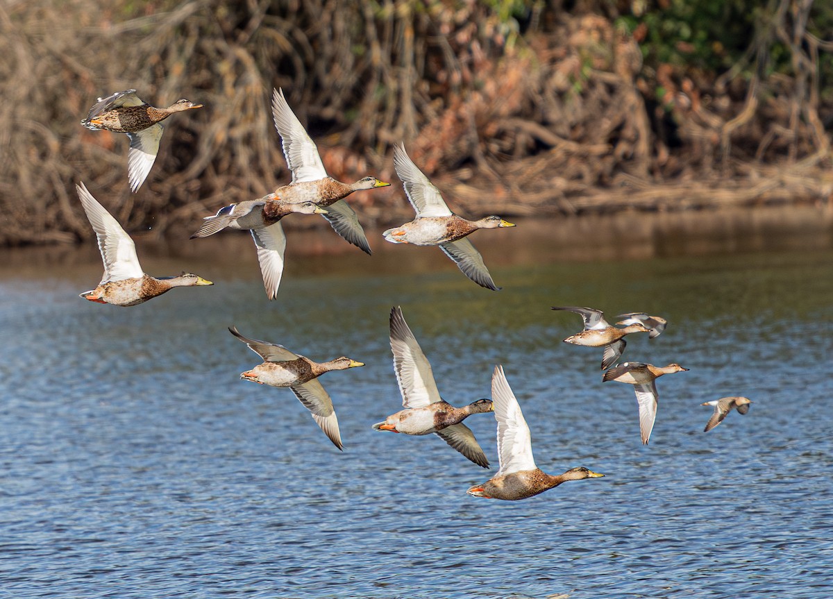 Mallard - ML641120542