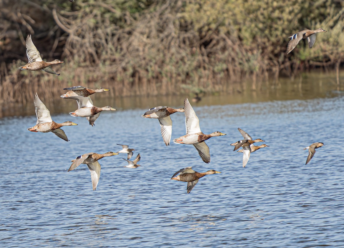 Mallard - ML641120543