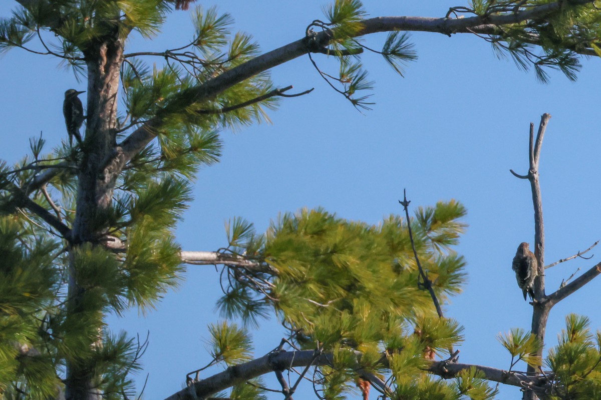 Yellow-bellied Sapsucker - ML641120553