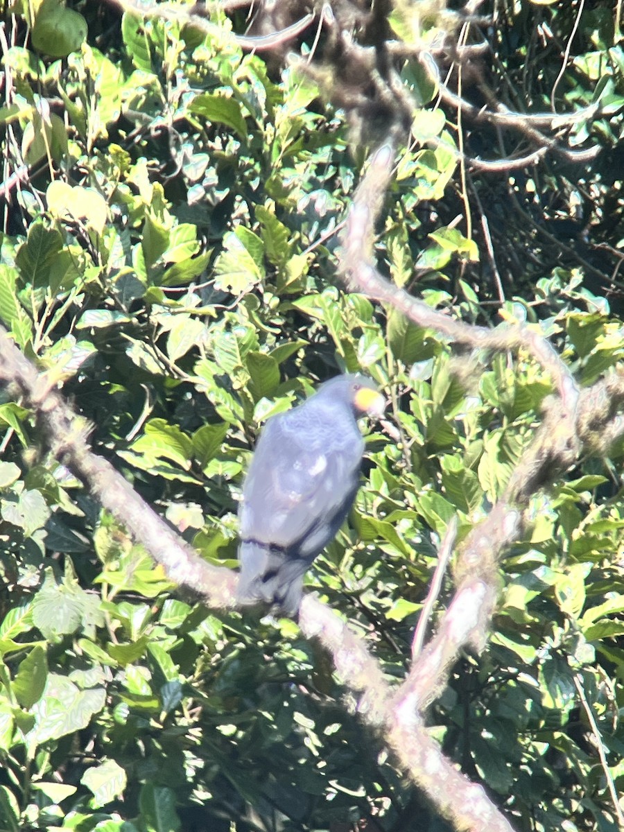 Barred Hawk - ML641120567