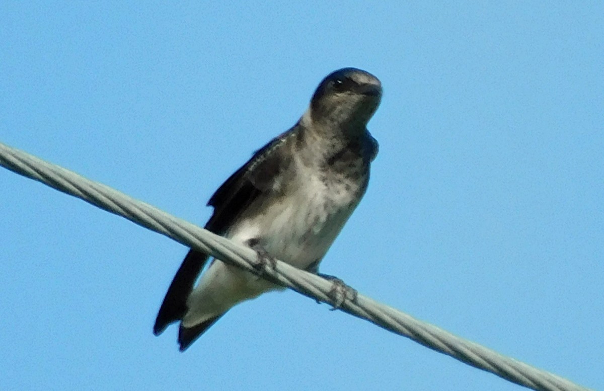 Purple Martin - ML641120570