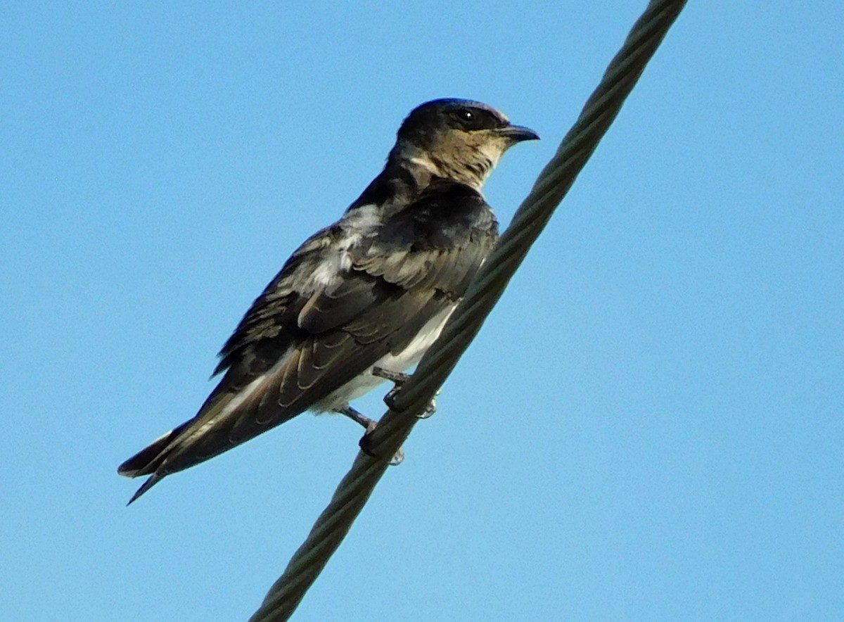 Purple Martin - ML641120571