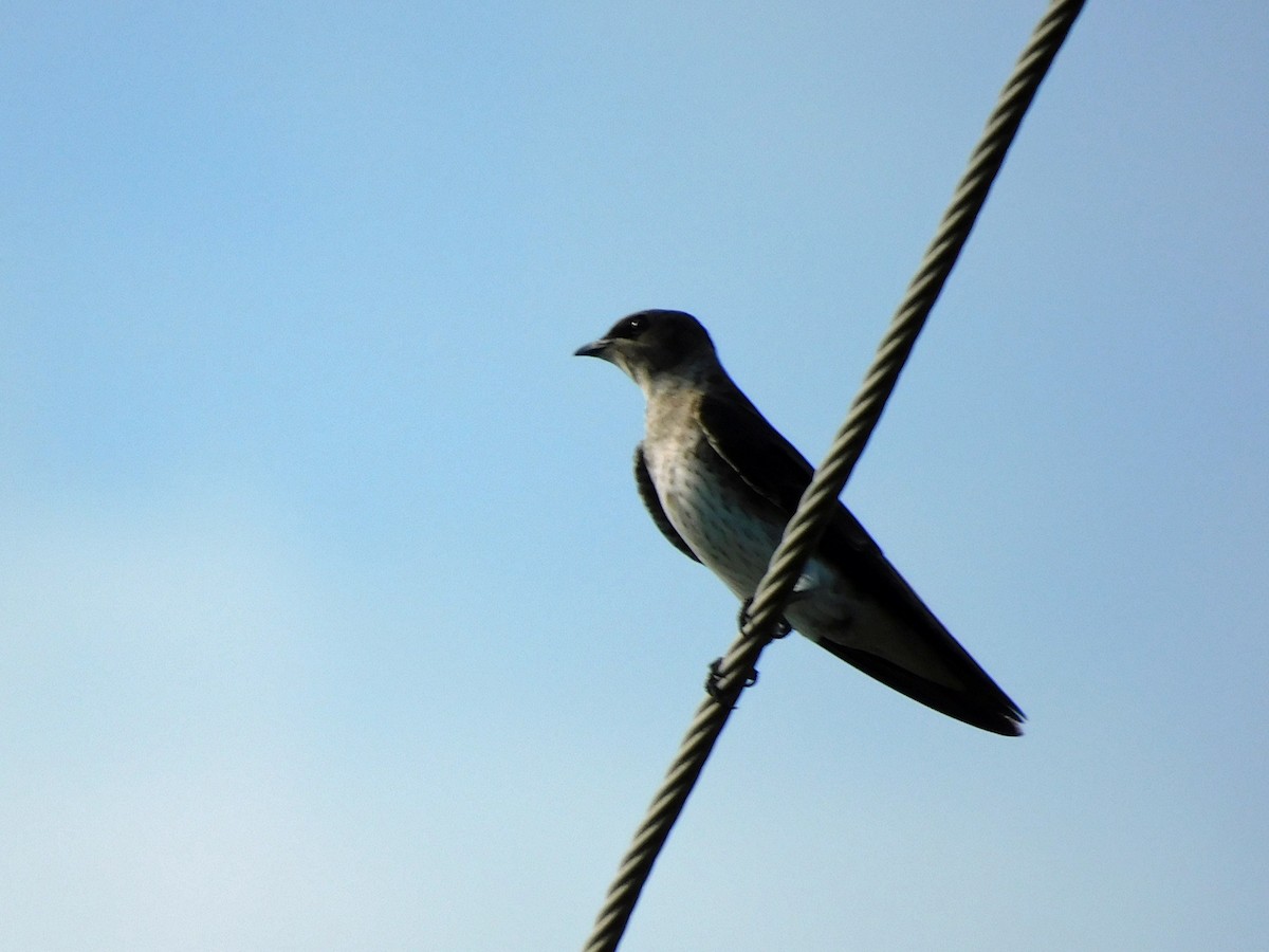 Purple Martin - ML641120572