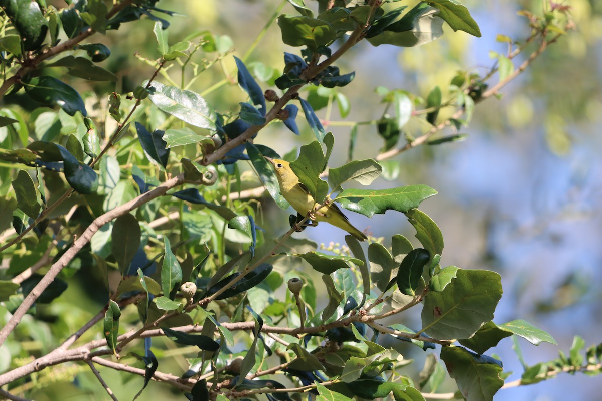 Yellow Warbler - ML641120579