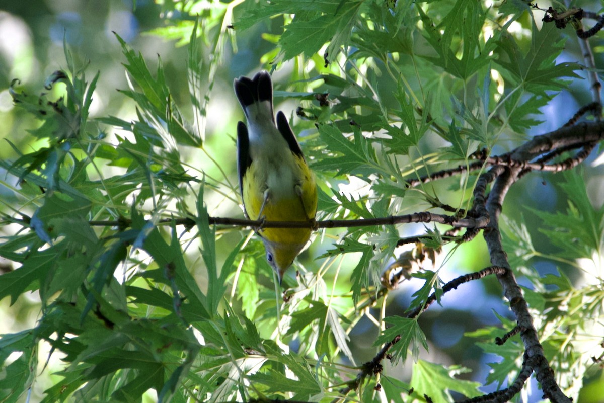 Magnolia Warbler - ML641120583