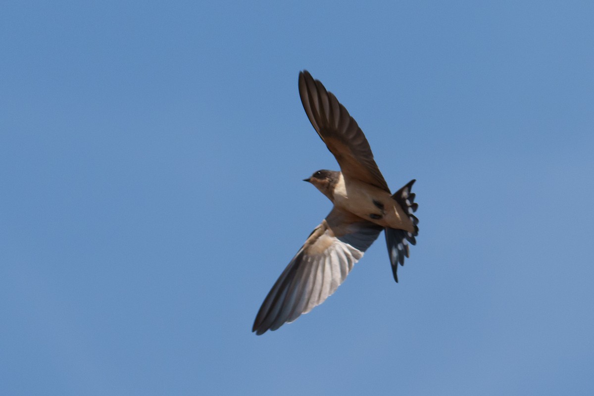 Hirondelle rustique - ML641120590