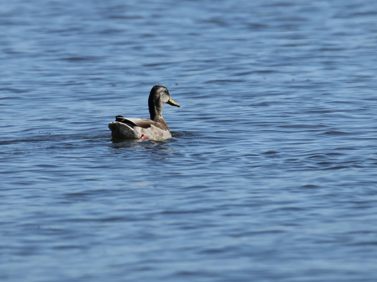 Mallard - ML641120594