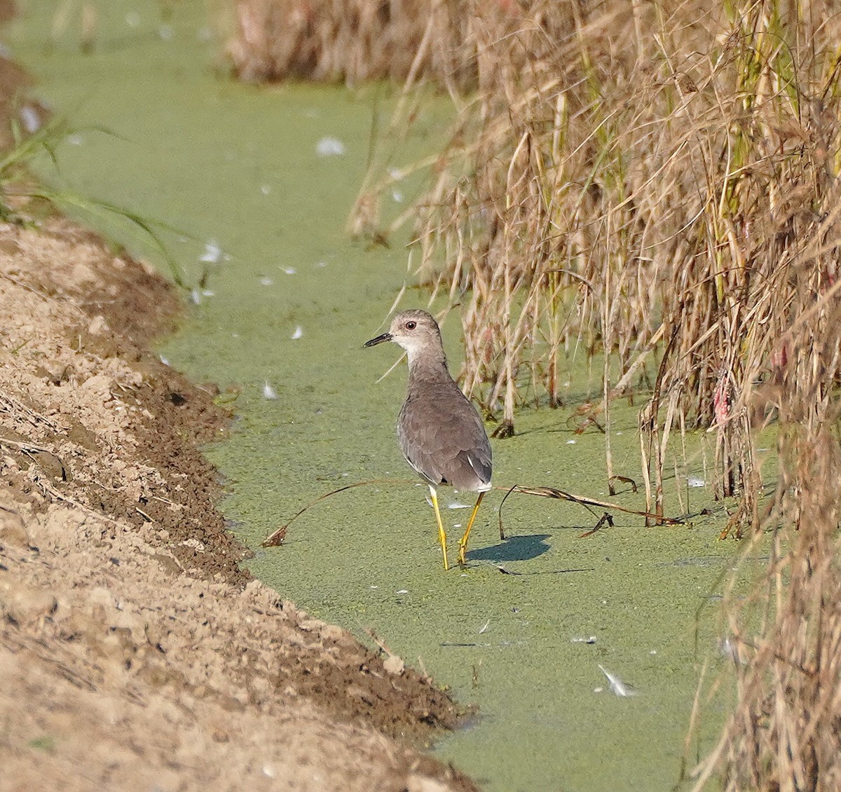 White-tailed Lapwing - ML641120601