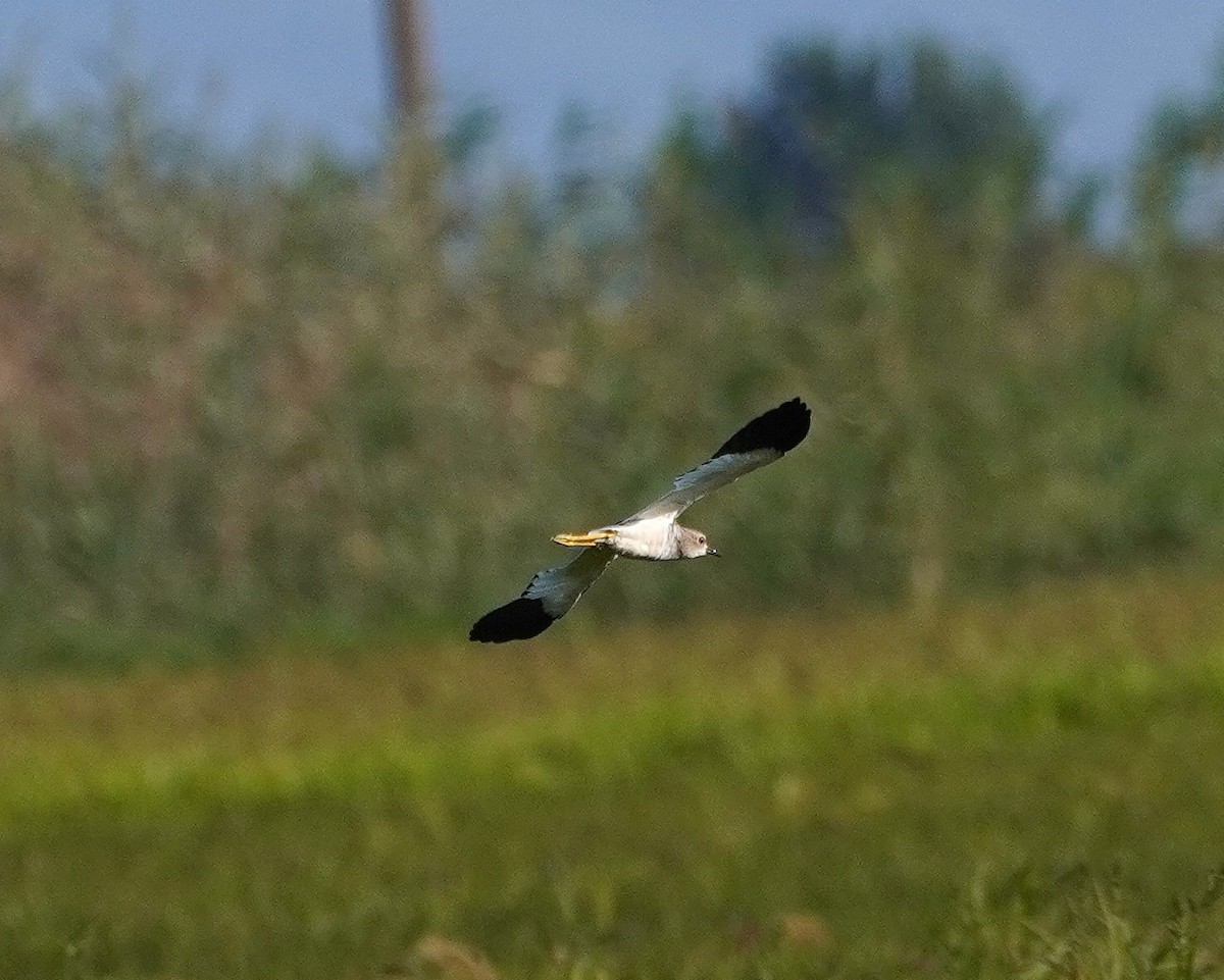 White-tailed Lapwing - ML641120602