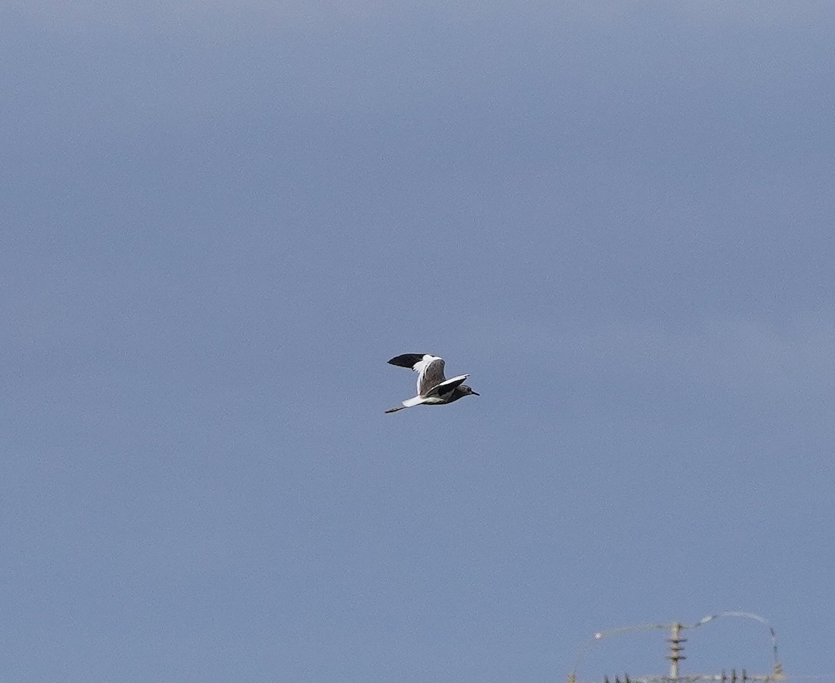 White-tailed Lapwing - ML641120603