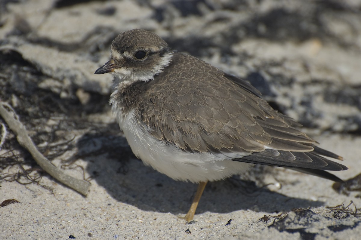 Common Ringed Plover - ML641120612
