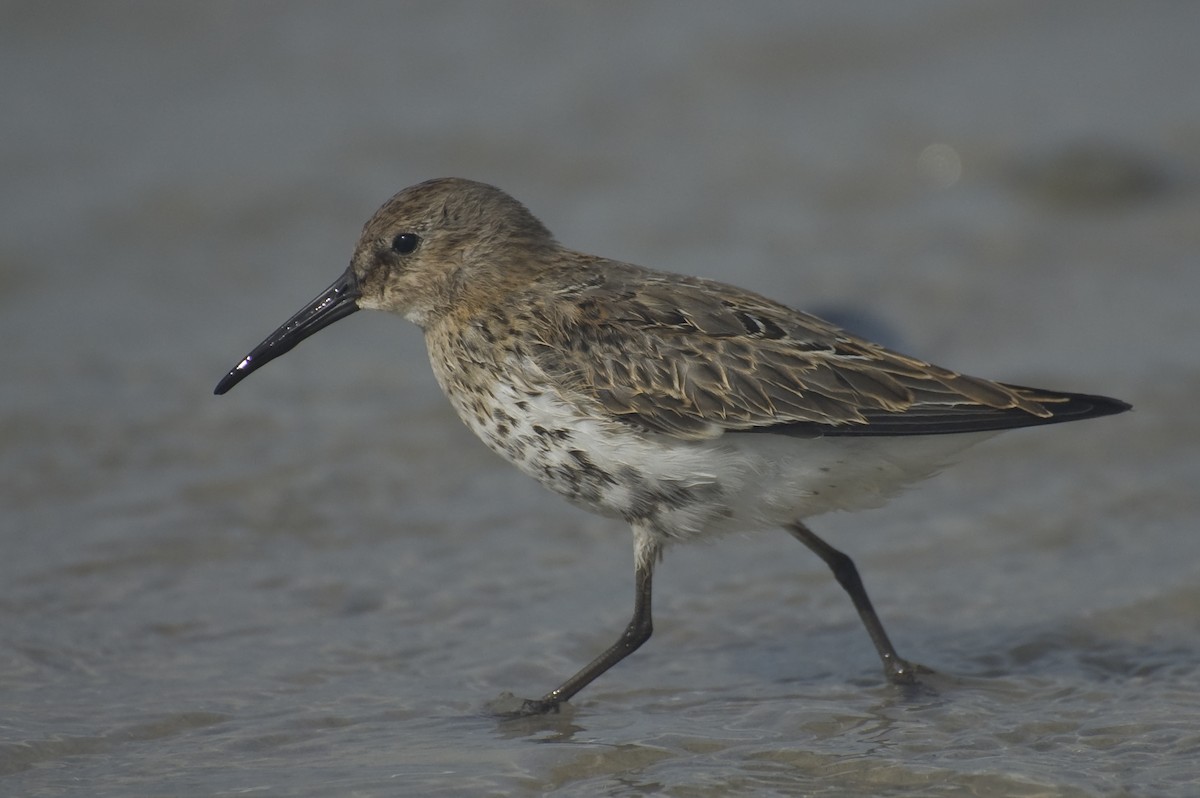 Dunlin - ML641120623