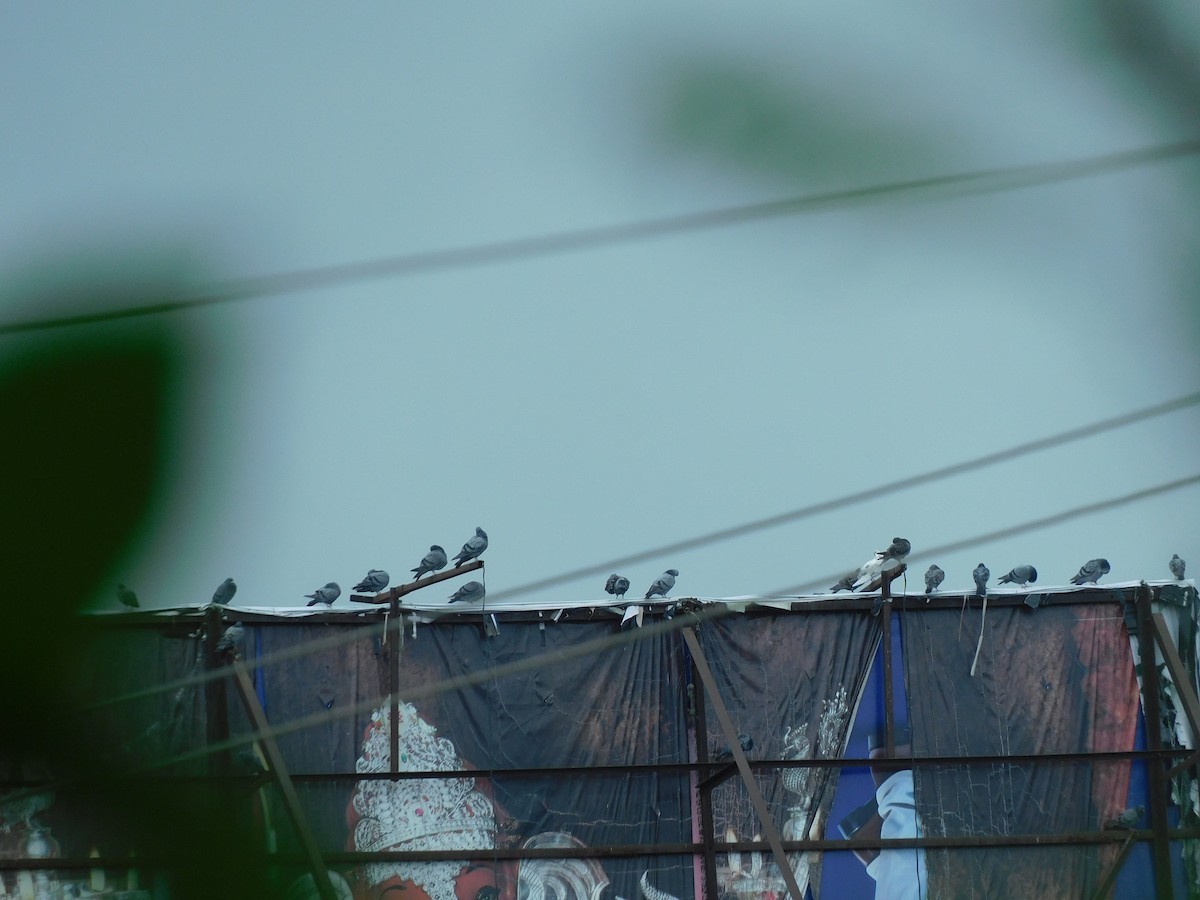 Rock Pigeon (Feral Pigeon) - ML641120665