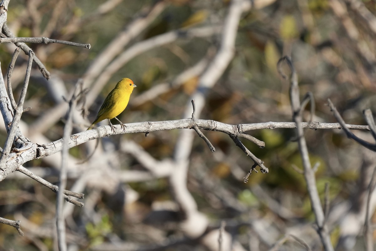 Saffron Finch - ML641120689