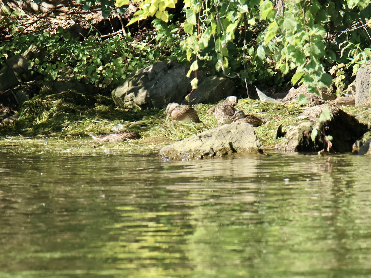 Mallard - ML641120702