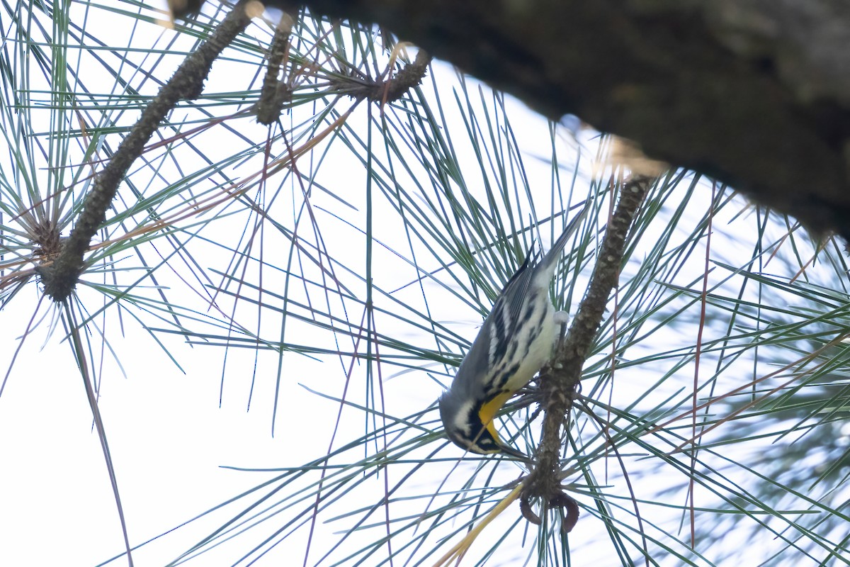 gulstrupeparula - ML641120704