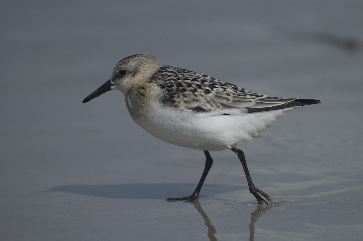 Sanderling - ML641120713