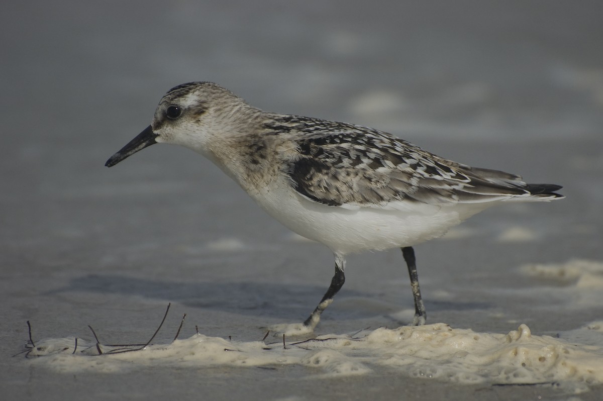 Sanderling - ML641120714
