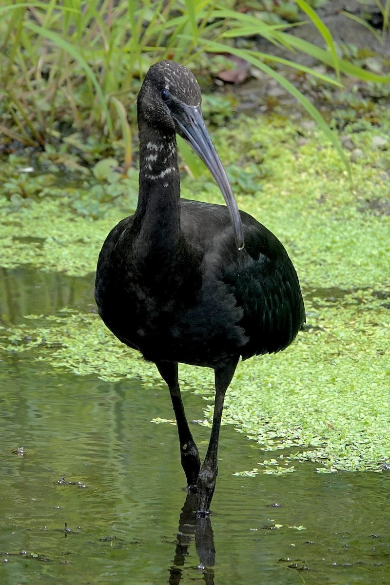Glossy Ibis - ML641120722