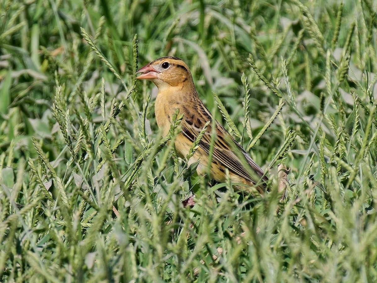 ML641120760 - Bobolink - Macaulay Library