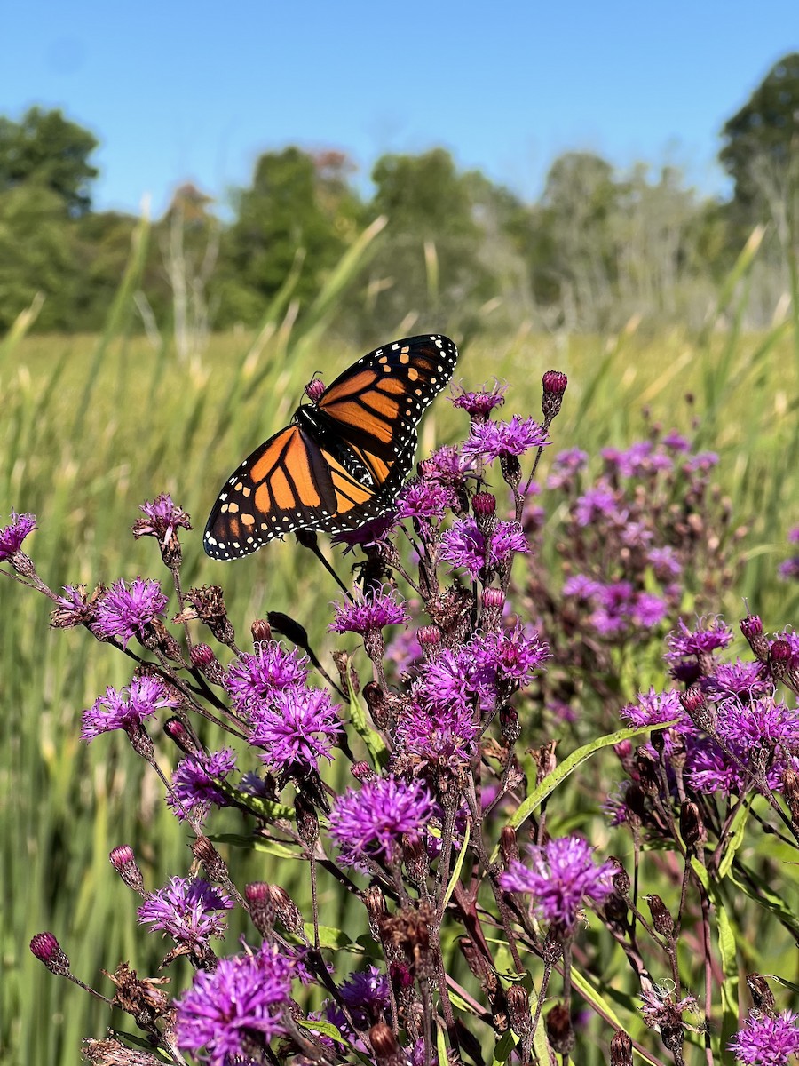 Animals - ML641120761