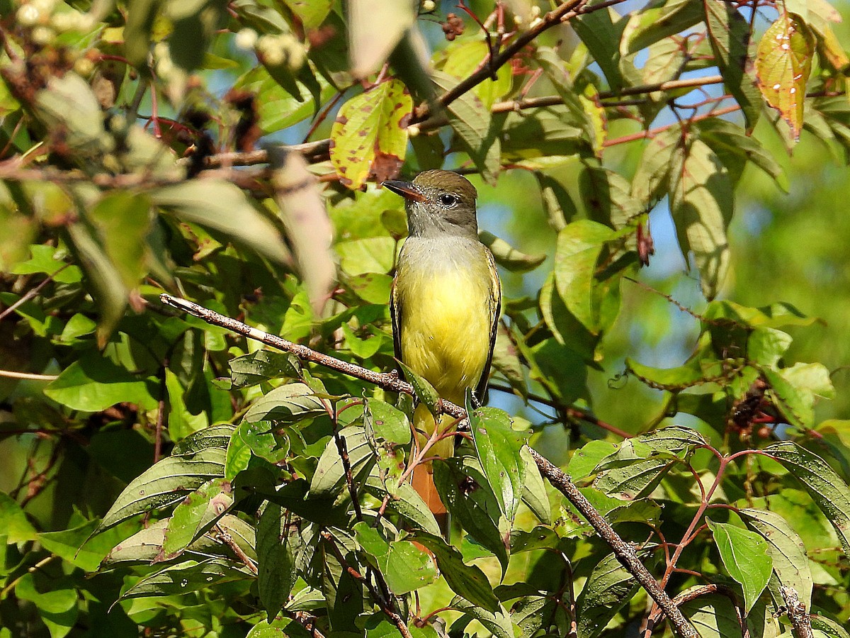 Great Crested Flycatcher - ML641120771