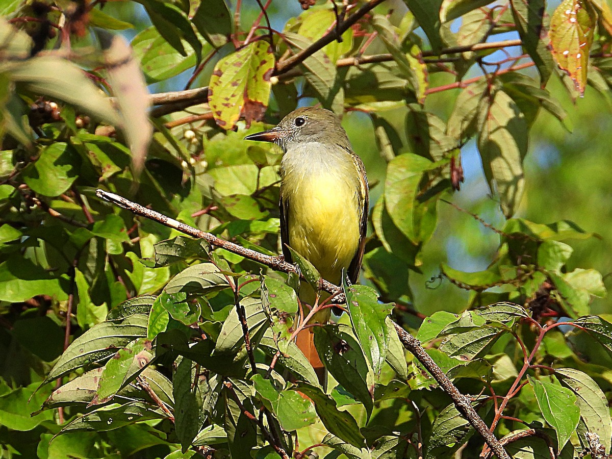 Great Crested Flycatcher - ML641120774