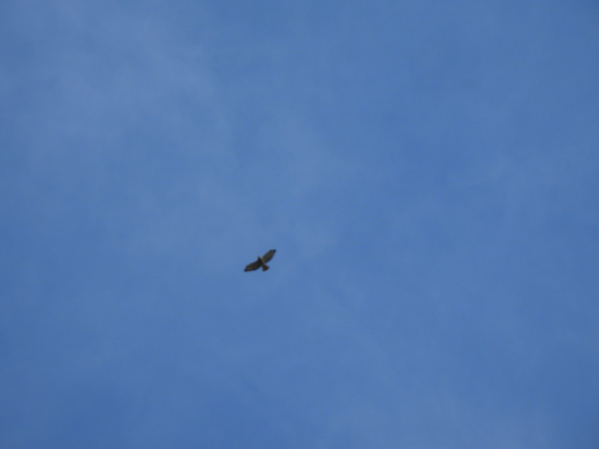 hawk sp. - ML641120799