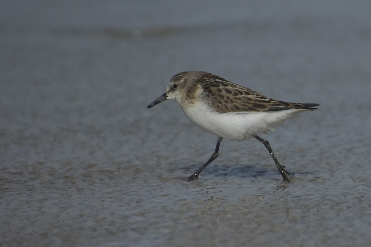 Little Stint - ML641120800