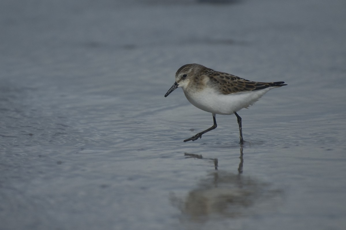 Little Stint - ML641120802