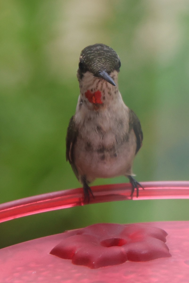 Ruby-throated Hummingbird - ML641120833