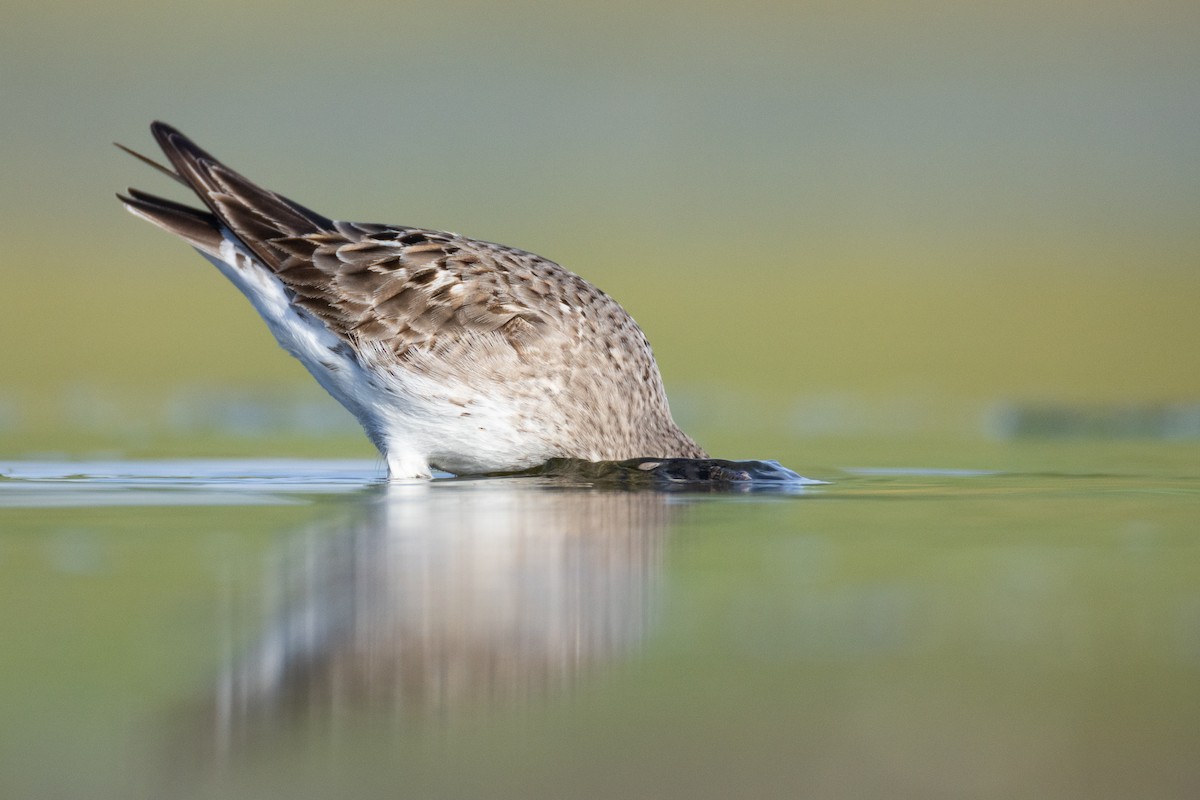 White-rumped Sandpiper - ML641120850