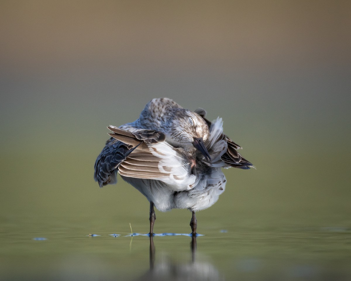 White-rumped Sandpiper - ML641120851