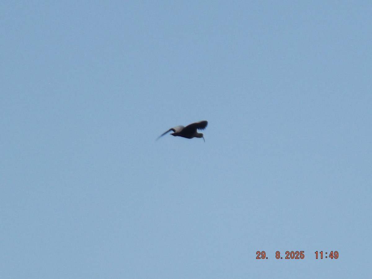 patagoniaibis - ML641120858