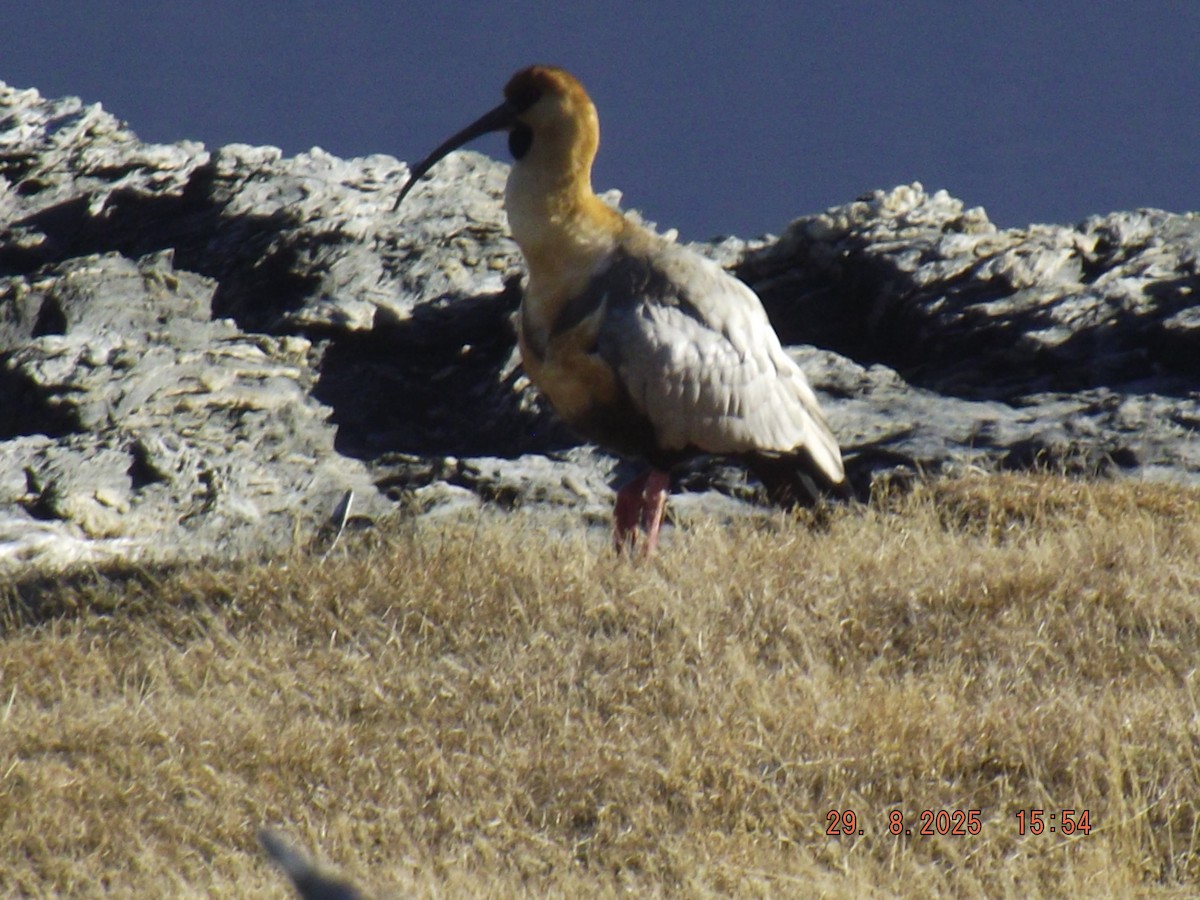 patagoniaibis - ML641120859