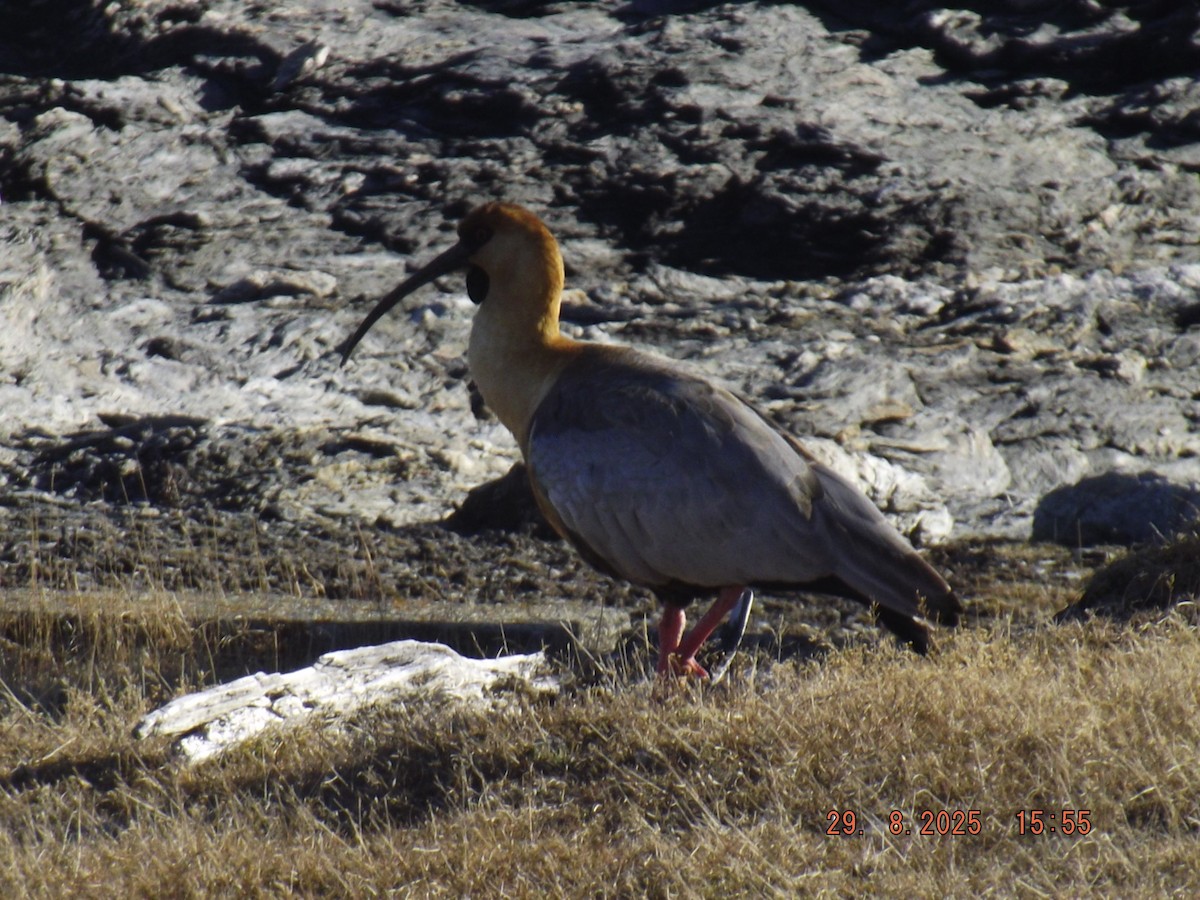 patagoniaibis - ML641120860
