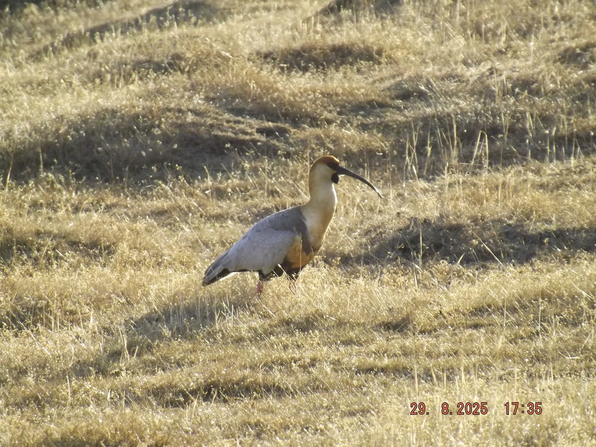 patagoniaibis - ML641120861