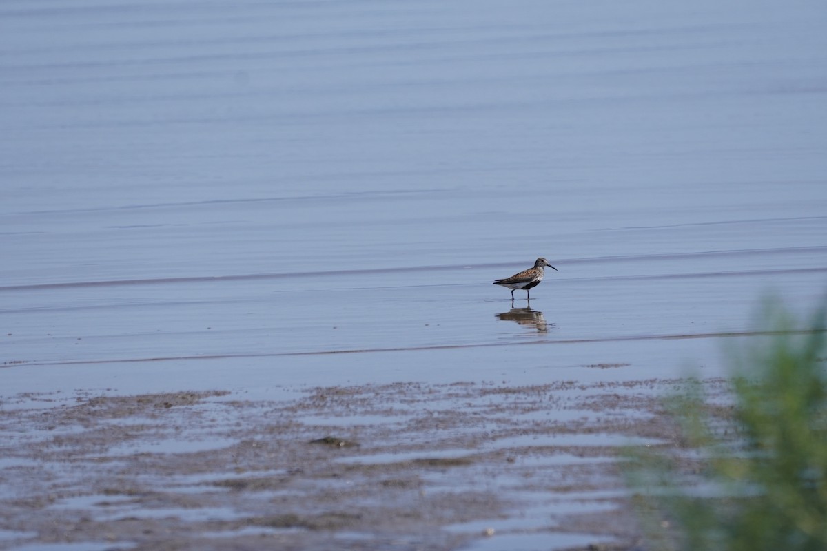 Dunlin - ML641120908
