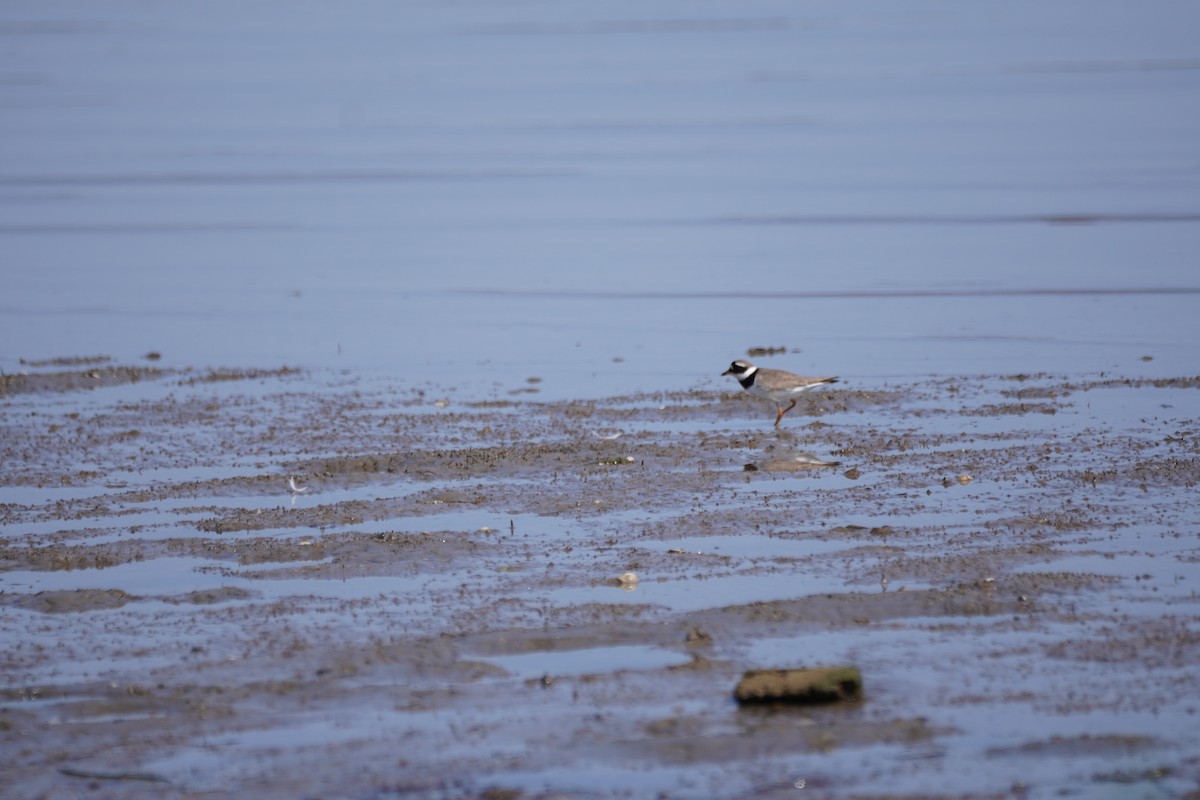 Common Ringed Plover - ML641120955