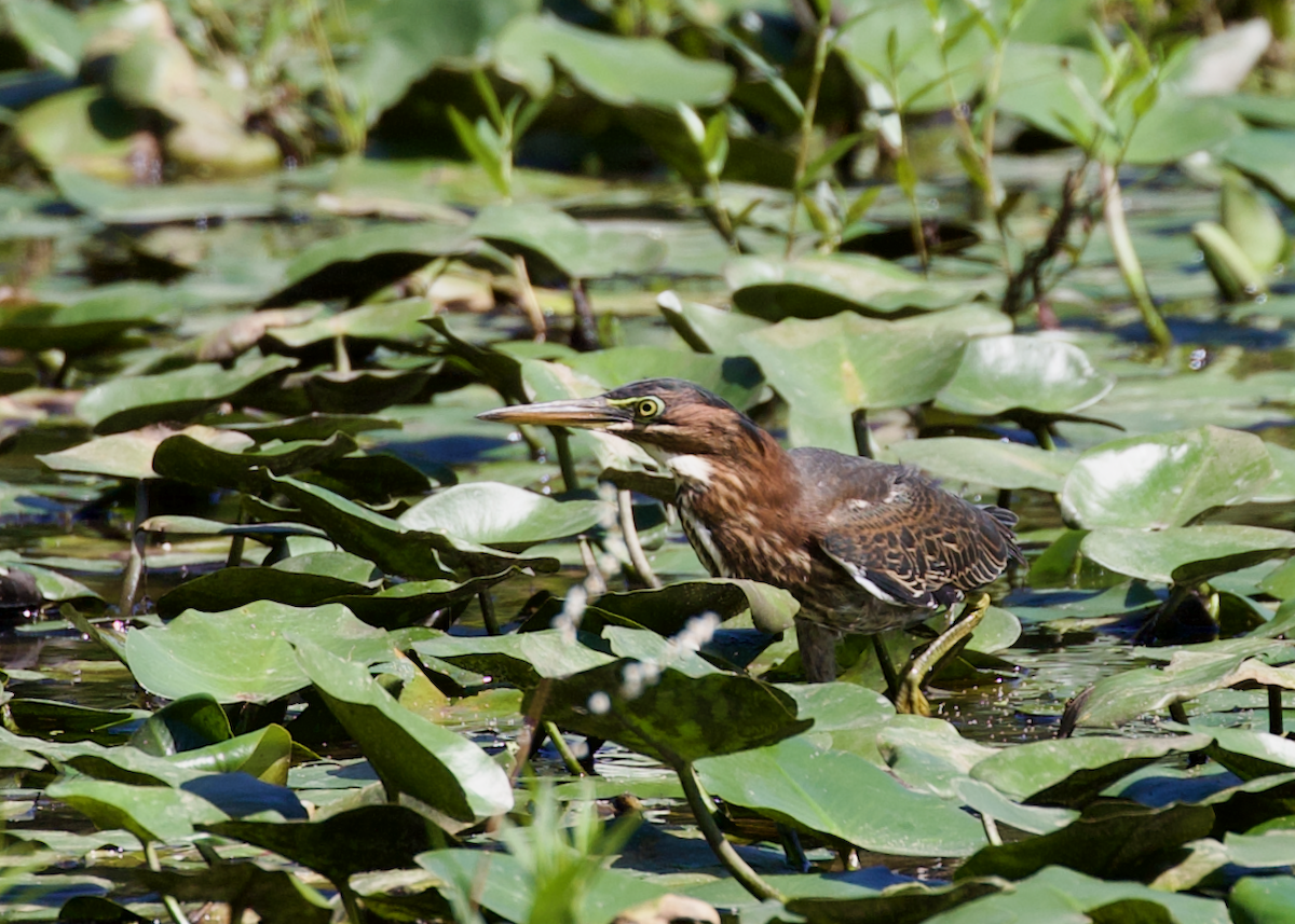Green Heron - ML641120959