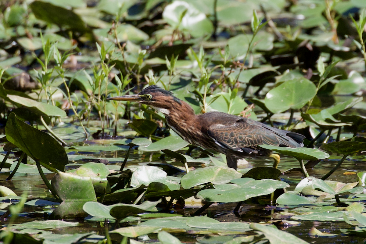 Green Heron - ML641120960
