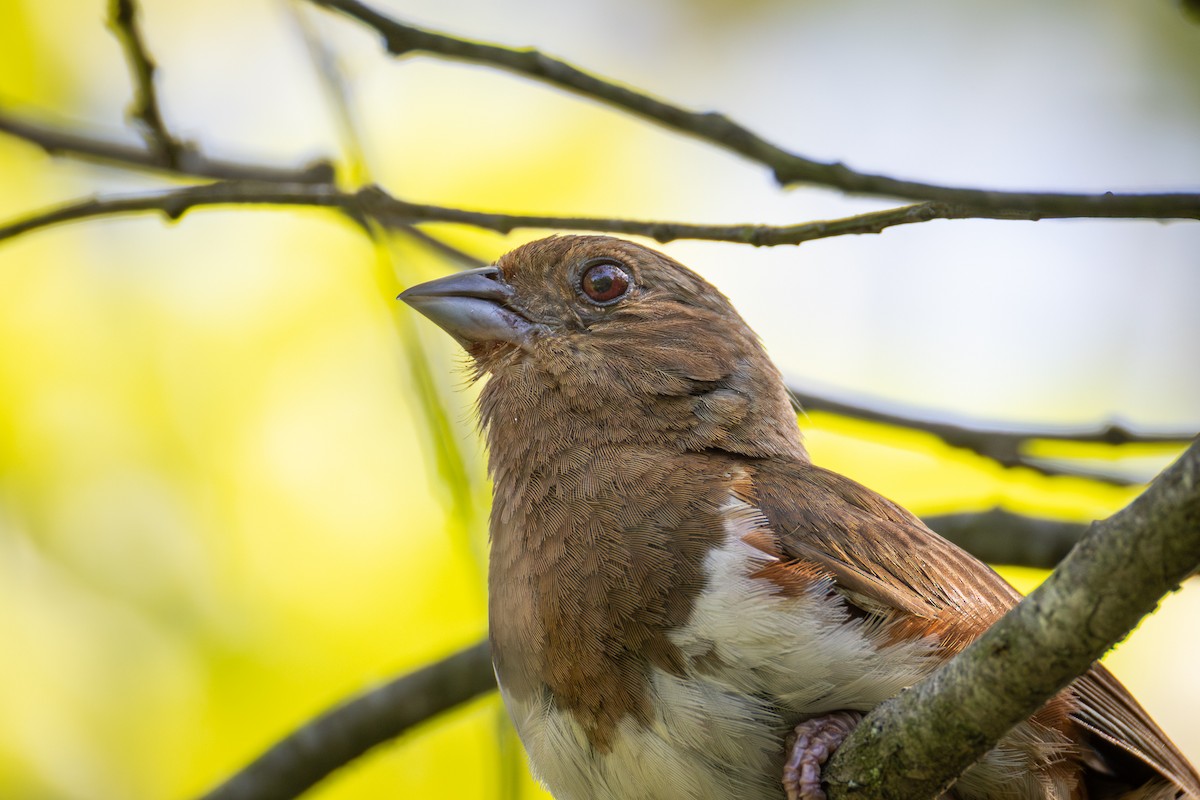 Eastern Towhee - ML641120963