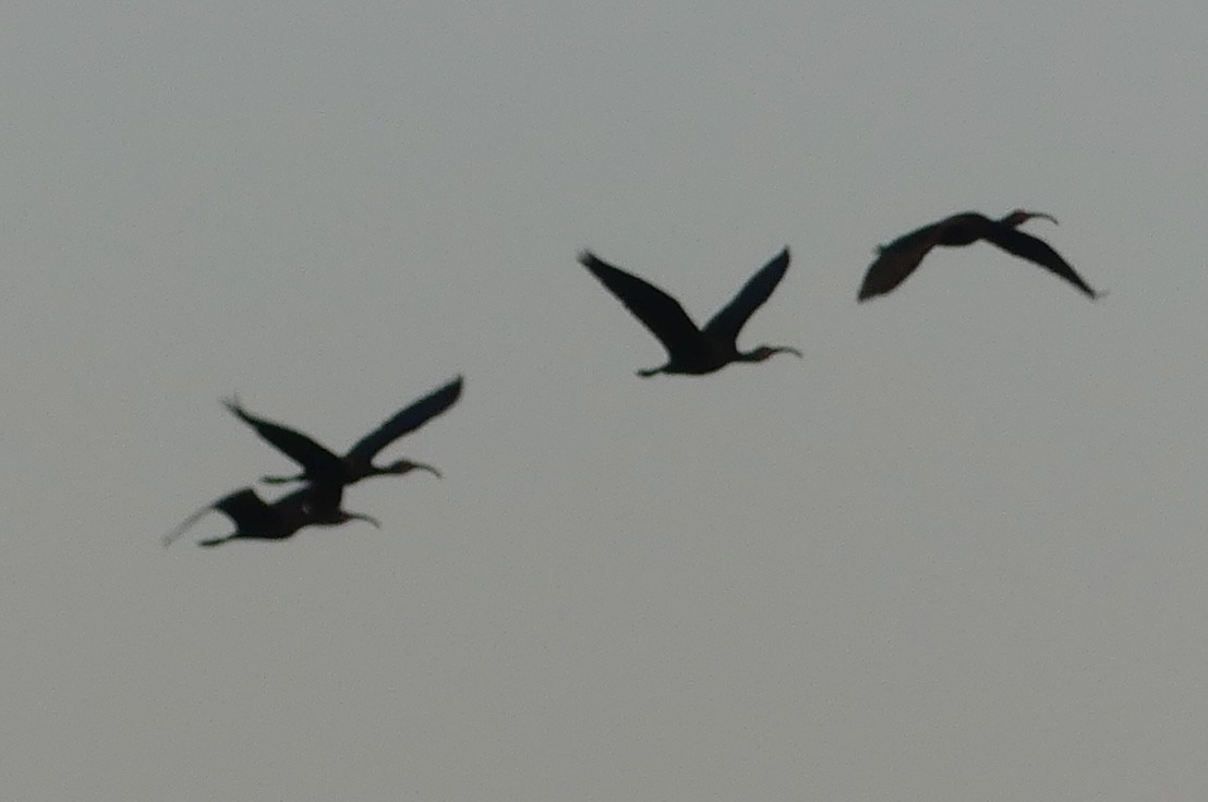 White-faced Ibis - ML641120965