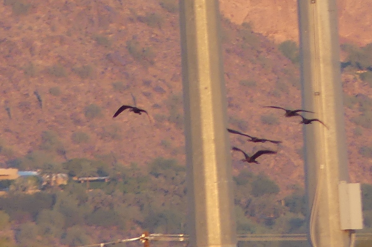 White-faced Ibis - ML641120966