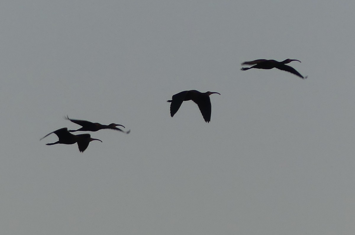 White-faced Ibis - ML641120967
