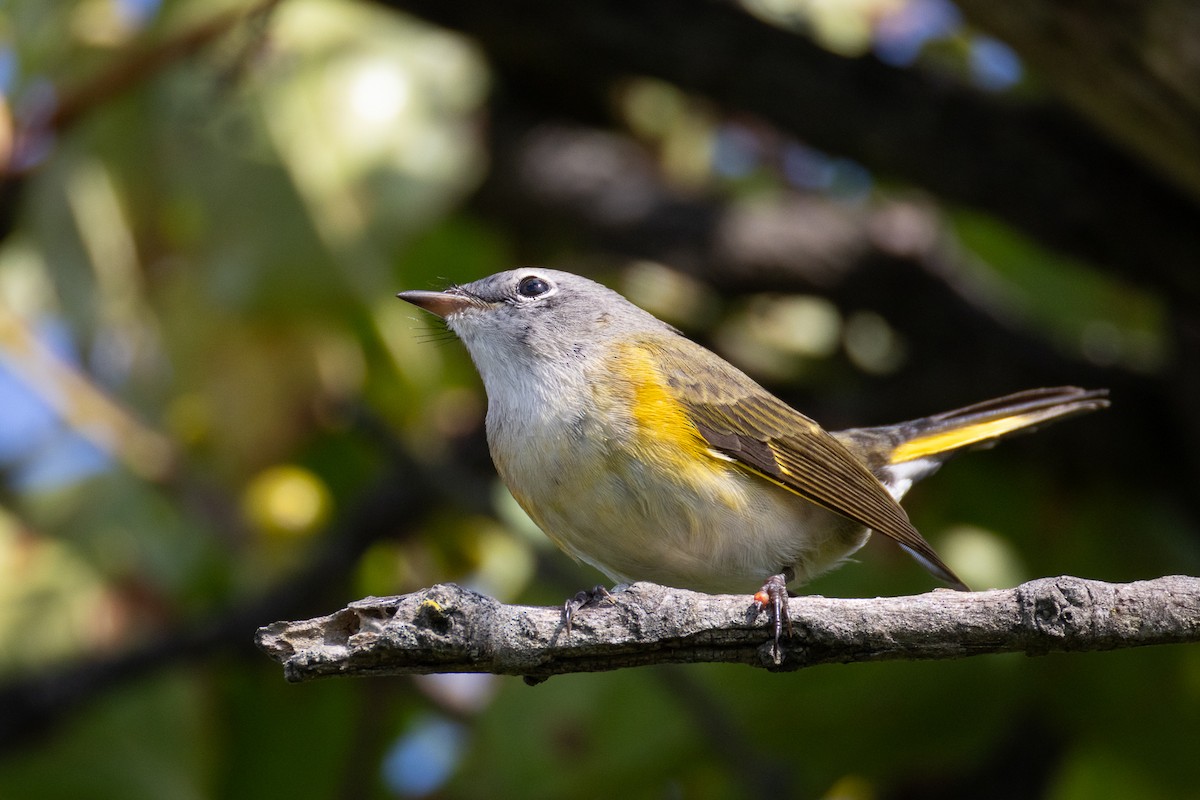 American Redstart - ML641120976