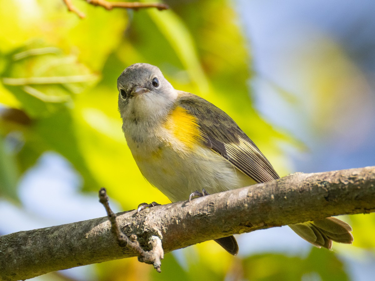 American Redstart - ML641120977