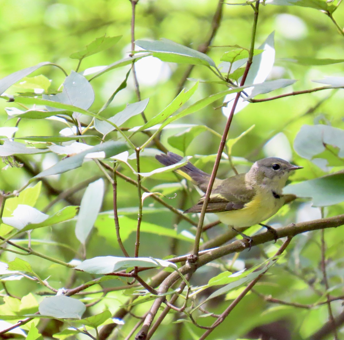 American Redstart - ML641120981