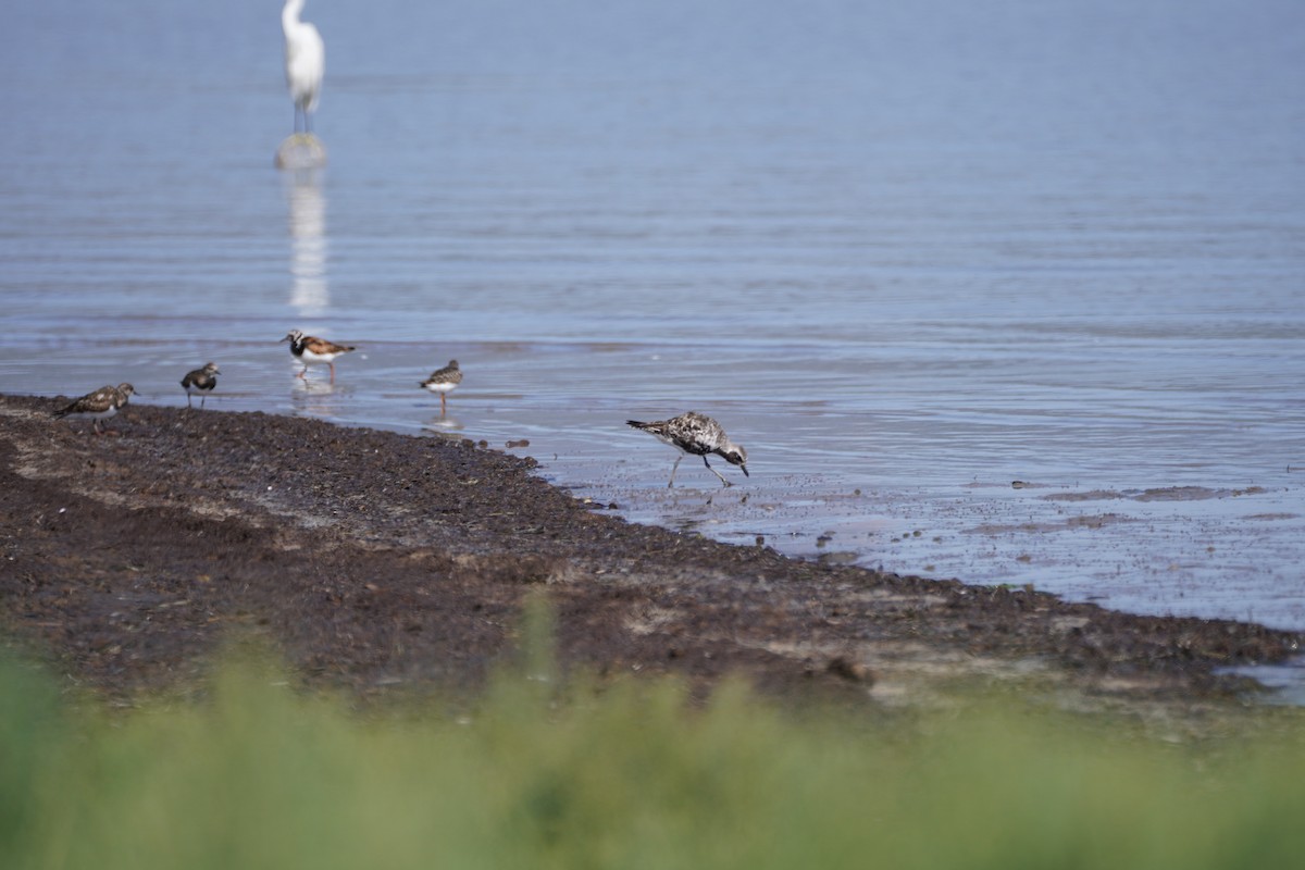 Black-bellied Plover - ML641120982